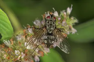 Rustica: Parasitic fly (Exorista rustica) on horse mint (Mentha
