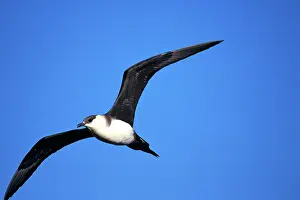 Jaeger: Parasitic Jaeger