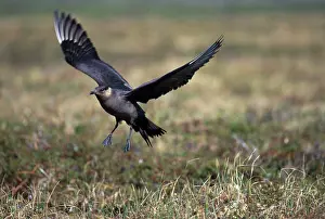 Jaeger: Parasitic Jaeger