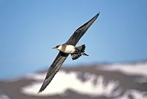 Skuas: Parasitic Jaeger / Arctic Skua