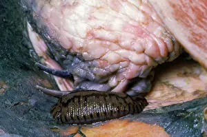 Leech: Parasitic Leech on Eastern Chicken Turtle