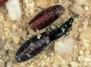 Pupae: Parasitic rove beetle