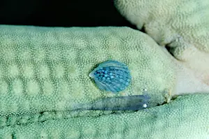 Kapal: Parasitic Snail