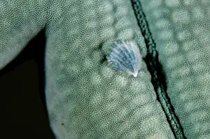 Star: Parasitic Snail on Blue Starfish