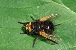 Tachinid: PARASITIC TACHINID FLY