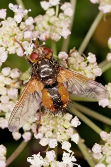 Angelica: Parasitic Tachinid fly - on Angelica; parasite