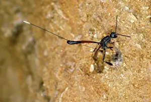 Ovipositor: Parasitic Wasp -