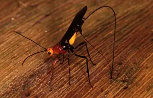 Braconidae: A parasitic wasp (fam. Braconidae), female inserting