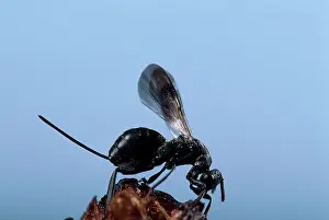 Stigma: Parasitic Wasp - Female outside the gall