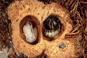 Gall: Parasitic wasp - In the gall produced by the cynips