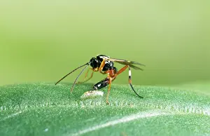 Hoverflies: Parasitic WASP - laying egg in hoverfly, larvae