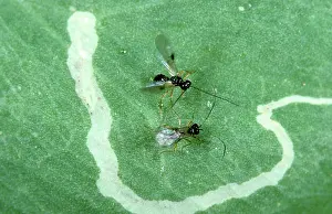 Glasshouse: Parasitic wasps Courting