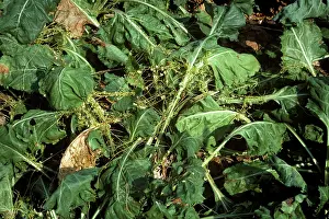 Beta: Parasitic weed on sugar beet