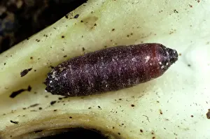 Registration: Parasitized Cabbage Root Fly Pupa