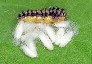 Coccoons: Parasitized Caterpillar