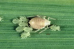 Viviparous: Parasitized Rose grain aphid