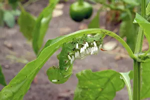 Tobacco: Parasitized Tobacco Hornworm