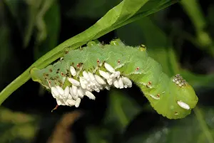 Tobacco: Parasitized Tobacco Hornworm