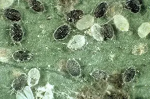 Formosa: Parasitized Whitefly Scales