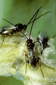 Control: Parasitoid braconid wasps