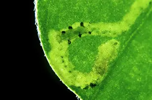 Pupae: Parasitoid Wasp