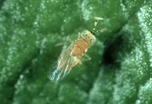 Parasitoid: Parasitoid wasp