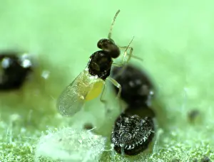 Formosa: Parasitoid Wasp