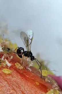 Arum: Parasitoid wasp