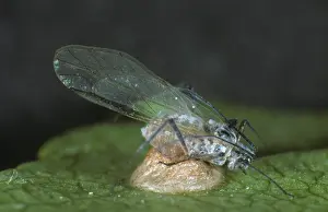 Braconidae: Parasitoid wasp cocoon under aphid