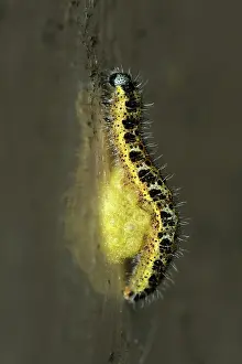 Pupae: Parasitoid Wasp cocoons on host