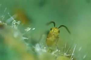 Trialeurodes: Parasitoid wasp (Eretmocerus eremicus)
