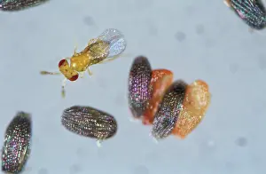 Micrograph: Parasitoid wasp on grain moth eggs