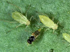 Abdominalis: Parasitoid wasp laying eggs