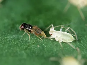 Agent: Parasitoid wasp laying eggs in aphid