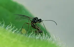 Braconidae: Parasitoid wasp laying eggs in an aphid