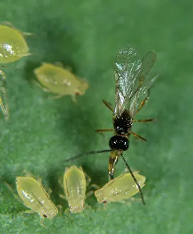 Peach: Parasitoid wasp laying eggs in an aphid