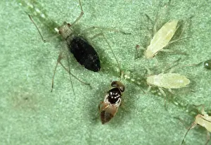 Abdominalis: Parasitoid wasp with prey