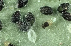 Commercial: Parasitoid wasp with prey