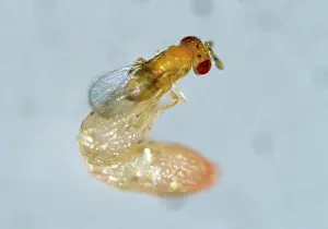 Parasitoid: Parasitoid wasp (Trichogramma sp.)