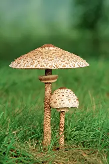 Parasol: Parasol FUNGI