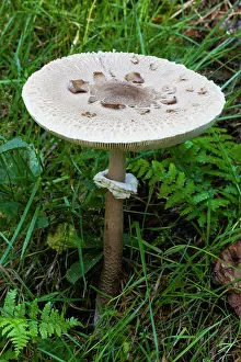 Toadstools: Parasol Fungus, with well matured cap, Hessen, Germany