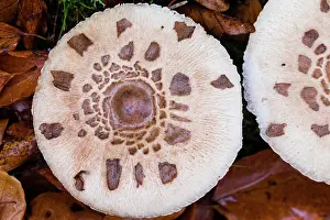 Toadstools: Parasol Fungus, showing detail of cap, Hessen, Germany