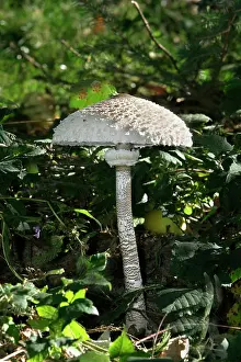 Parasol: Parasol Mushroom