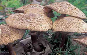 Parasols: Parasol Mushroom