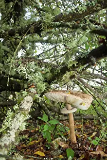 Parasol: Parasol Mushroom