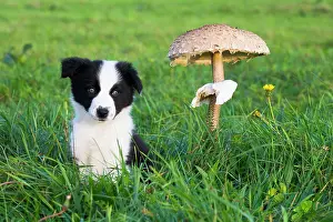 Parasol: Parasol Mushroom