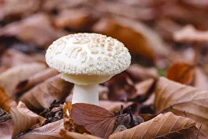 Higher: Parasol mushroom (Macrolepiota procera)