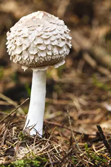 Higher: Parasol mushroom (Macrolepiota procera)