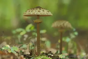 Blurred: Parasol mushroom (Macrolepiota procera), blurred