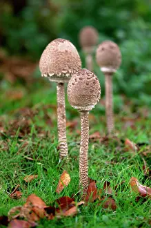 Prior: Parasol Mushroom - Found in open woodlands & pastures